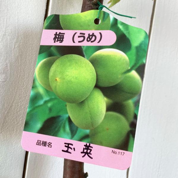 梅 苗木 玉英 12cmポット苗 ぎょくえい うめ 苗 ウメ : 苗通販店
