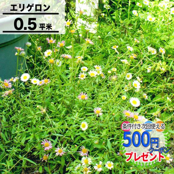 ■内容：エリゲロン　8枚セット■分類：キク科、多年草■開花：4月〜11月■植え付け適期：5月・9月■サイズ／25cm×25cm　8枚セット【配送について】この商品はお届け日指定ができません。11月〜4月は出荷停止期間になっています。5月の発...