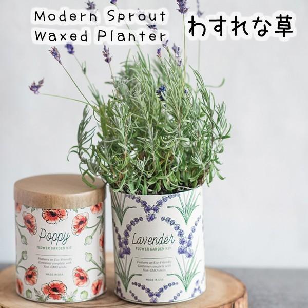 送料無料 栽培 キット モダンスプラウト ワックスド プランター わすれな草 Modern Sprout Waxed Planter 種 種子 ギフト 母の日 栽培キット かわいい グリーンキュア 通販 Yahoo ショッピング
