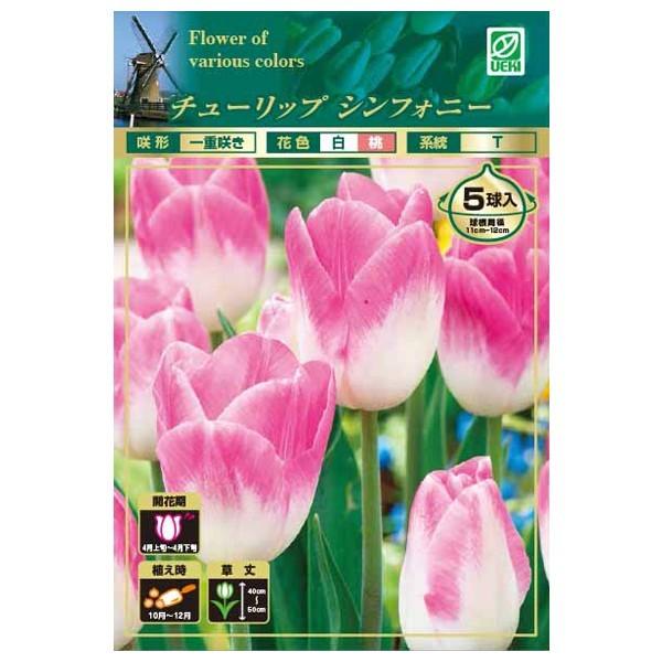 予約品 10月上旬入荷予定 チューリップ 球根 シンフォニー 5球入 一重咲き グリーンキュア 通販 Yahoo ショッピング