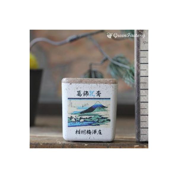 ■商品について小さな鉢に、浮世絵を転写しました。店頭に、または玄関、和室にと様々なシーンでご活用いただけます。サボテン、多肉はもちろん、ミニ盆栽やプリザーブドフラワーなどのアレンジに使っても可愛いですね。※キューブ（S）１個の価格です。■鉢...
