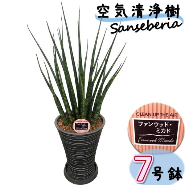 観葉植物 サンスベリア ファンウッドミカド 7号 選べる 黒鉢 白鉢 鉢皿付き 1個 希少品種 おしゃれ 虎の尾 ビジネス サンセベリア マイナスイオン 空気清浄樹