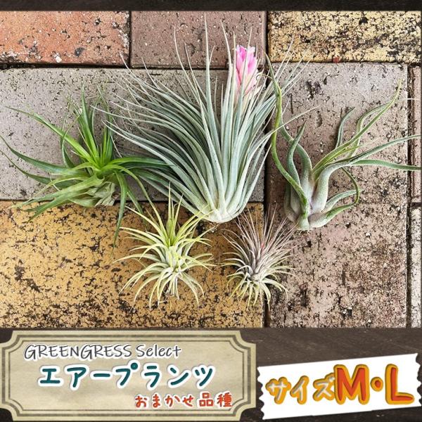 エアプランツ M・Lサイズ おまかせMIX 2〜3株 セット ※画像はイメージです ※品種指定はできません エアープランツ 観葉植物 オシャレ インテリア