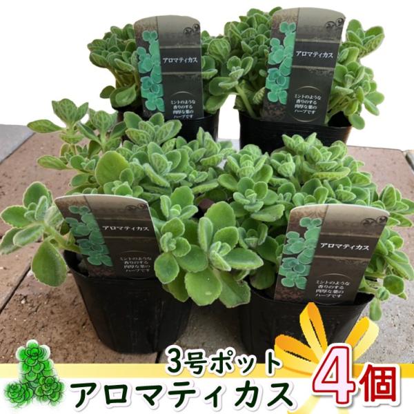 多肉植物 中型鉢植え 緑と紫の葉*3 多肉植物 中型鉢植え 緑と紫の葉*3