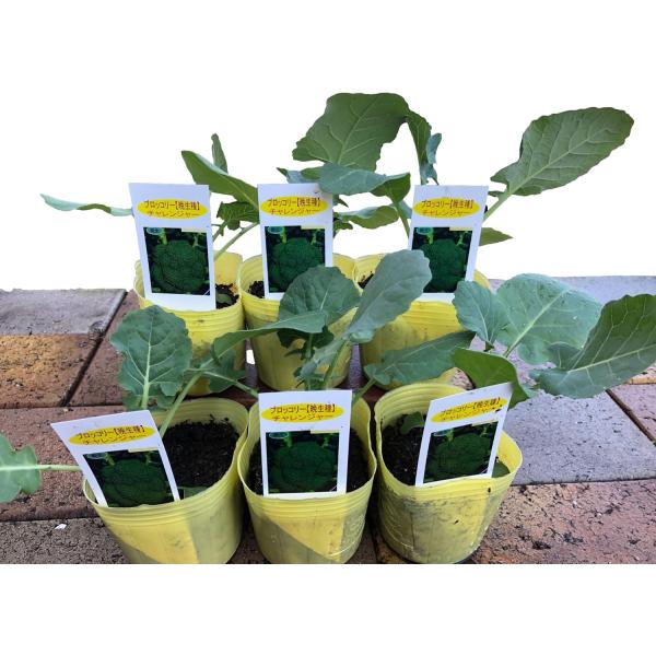 【1ケース合計6ポット入り】ブロッコリー×6個【野菜苗セレクト】園芸の目利きバイヤーがその時期旬な野菜苗をセレクト！プランターでも育てられます。契約農場で心を込めて育てられ、鮮度と品質にこだわってお届けしております！秋冬植えは虫がつきにくい...