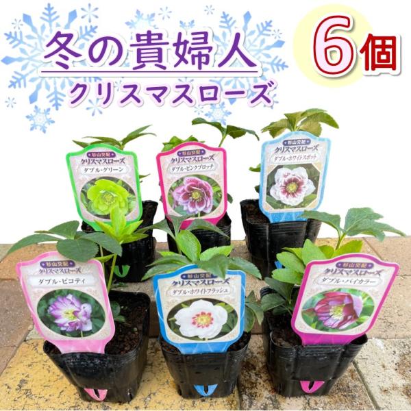 greenglass_christmasrose6