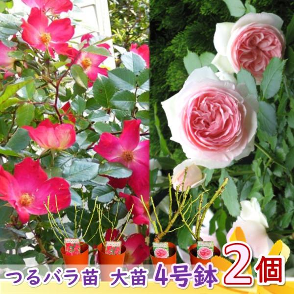 つるバラ 大苗 4号 2個 赤色 ピンク系 ※品種・色選べます。殿堂入り バラ ローズガーデン 園芸 ガーデニング 鉢花 鉢植え 苗木 花苗 誕生日 記念日