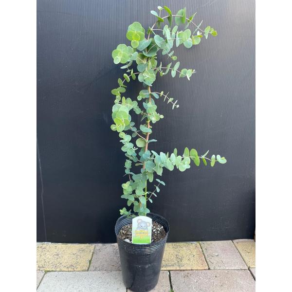 ユーカリ 「グニー」 5.5号 1個  リラクゼーション リフレッシュ ハーブ ガーデニング 寄せ植え 鉢花 鉢植え 人気  贈り物