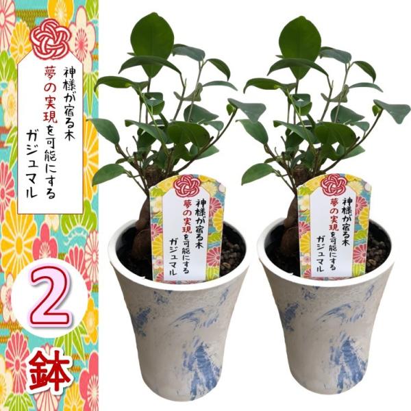 観葉植物 ガジュマル whiteマーブル鉢カバー付き 2個セット 新婚祝い 結婚記念日 誕生日 敬老の日 母の日 ギフト 幸せを運ぶ観葉植物