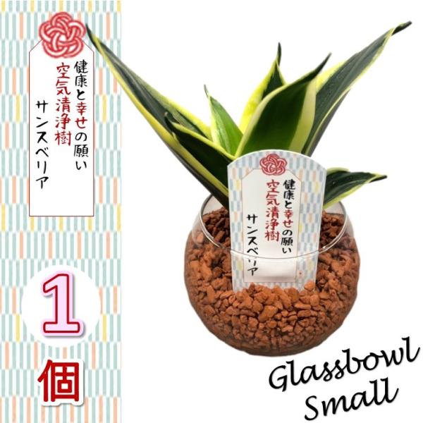 幸せを運ぶ観葉植物【サンスベリア (サンセベリア) ミニガラスボール（小） 1個セット】 新婚祝い 結婚記念日 誕生日 敬老の日 母の日 ギフト 観葉植物