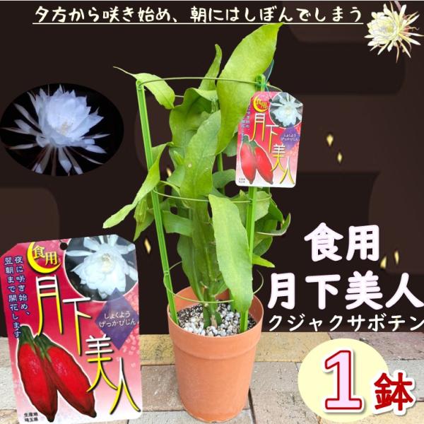 食用月下美人（実付き） 6号鉢 1個】beauty under the moon 実