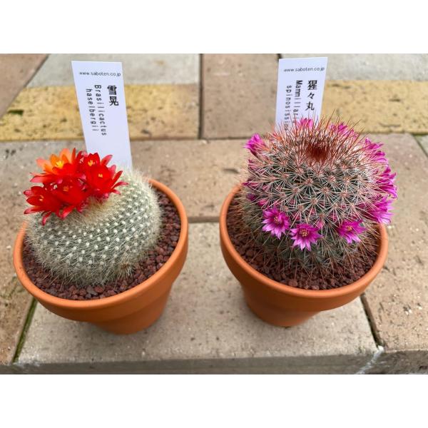 多肉植物 サボテン 花つき ミニサボテン おまかせMIX 2鉢セット ※品種