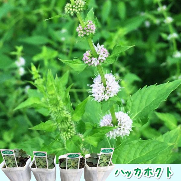 【セット内容】3号(Φ9cm)苗×4ポット【日本のミント「ハッカホクト」】シソ科ハッカ属の多年草です。日本在来のハーブであることから和種ハッカとも呼ばれています。 育てると清涼感ある香りを放つことから、収穫したあとはハーブティーなどに利用で...