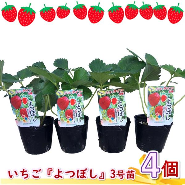 【ニュータイプいちご「よつぼし」】3号ポット4個セット【よつぼし】「甘味」「酸味」「風味」「美味」がすべて揃って四つ星級に美味しいことから「よつぼし」と名づけられました。糖度、酸度ともに高く濃厚な風味で食味も優れています。【特徴】日本て初め...
