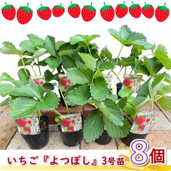 【ニュータイプいちご「よつぼし」】3号ポット8個セット【よつぼし】「甘味」「酸味」「風味」「美味」がすべて揃って四つ星級に美味しいことから「よつぼし」と名づけられました。糖度、酸度ともに高く濃厚な風味で食味も優れています。【特徴】日本て初め...