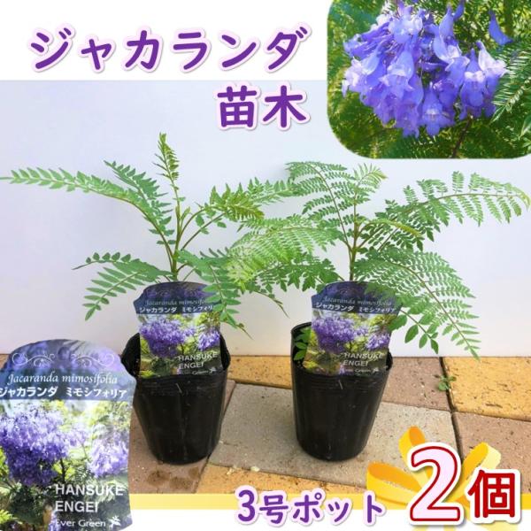 ジャカランダ 苗木 greenglass_jacaranda3g2