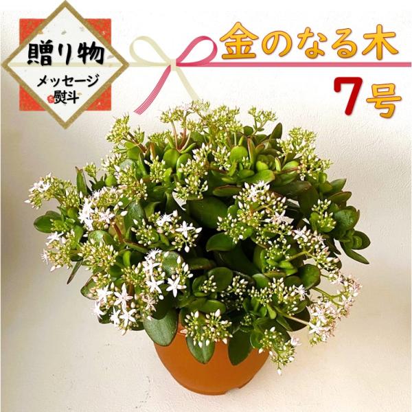 金のなる木 7号鉢 1個 jade plant 花月 多肉植物 お歳暮 のし メッセージカード 対応...