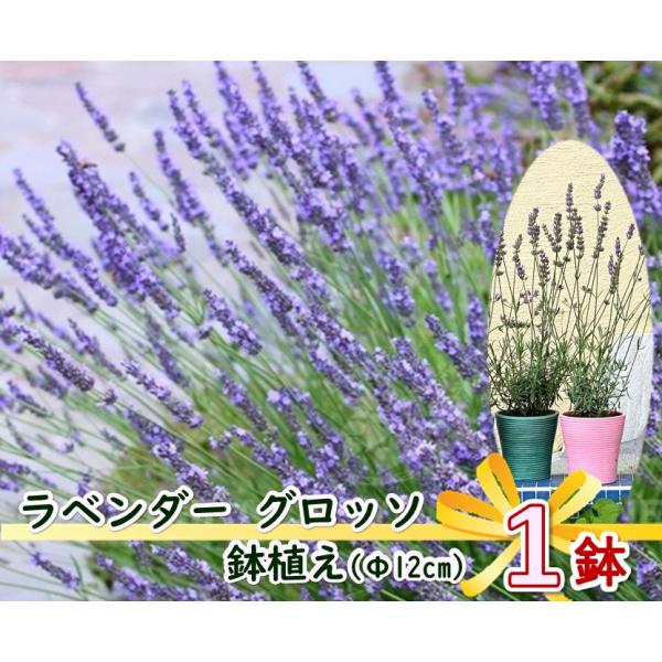 greenglass_lavenderg4g