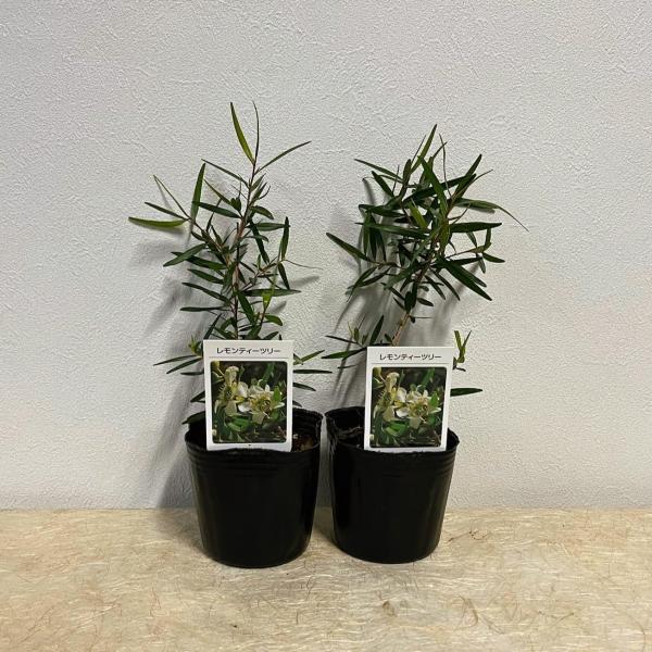 レモンティーツリー 3号苗 2個セット 爽やかな柑橘系の香り ハーブ苗 ハーブ 苗 鉢植え ガーデニング 寄せ植え プレゼント