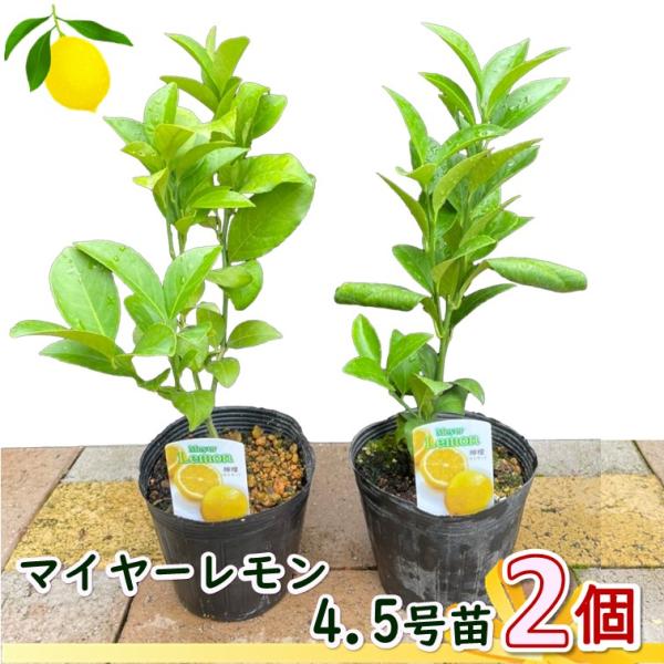 レモン苗木 マイヤーレモン 4.5号ポット 2本 レモン 4.5号苗 (Φ13.5cm) ガーデン プランター 育てやすい おしゃれ 果実