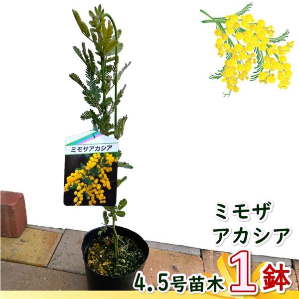ミモザ アカシア ギンヨウ 4.5号 ポット 1個セット Acacia dealbata mimosa 世界女性デー 花瓶 鉢植え 苗木 花苗 誕生日 記念日 プレゼント 贈り物