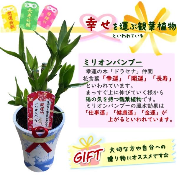割引クーポン 幸せを運ぶ観葉植物 ミリオンバンブー 開運竹 Whiteマーブル鉢カバー付き 1個セット 新婚祝い 結婚記念日 誕生日 敬老の日 母の日 ギフト 観葉植物 Whitesforracialequity Org