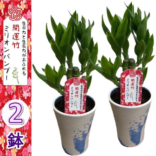 ミリオンバンブー 開運竹 whiteマーブル鉢カバー付き 2個セット 幸せを運ぶ 観葉植物 結婚記念日 誕生日 敬老の日 母の日 ギフト