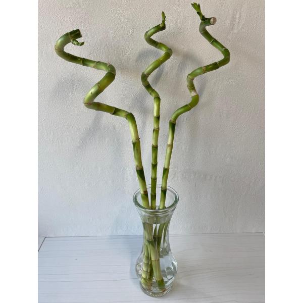 greenglass_n-lbanboo