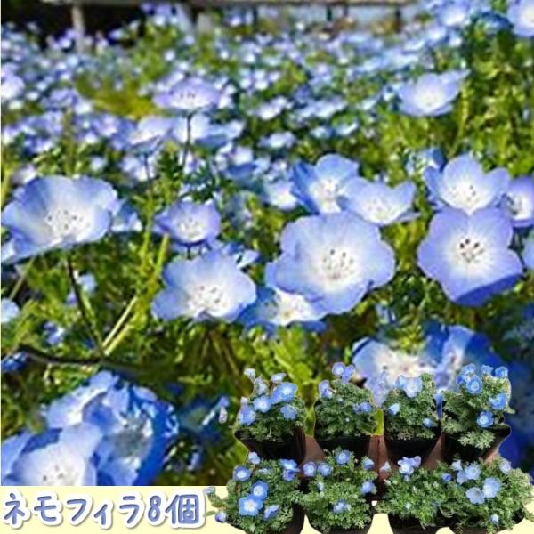 可憐で可愛らしいブルーの花【ネモフィラ 8個セット】 花苗 おまかせ ガーデニング 寄せ植え 鉢花 鉢植え 誕生日 記念日 プレゼント 贈り物