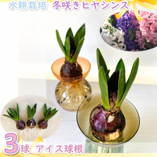 【アイス球根 ヒヤシンス（白×紫×ピンク）3球】土を使わずに水だけで栽培できる水耕栽培球根です。ご自宅でも簡単にお花を咲かせられます。※芽出し球根になります。【ヒヤシンス】葉と花とのバランスがよく、均整のとれた草姿でボリューム感もあり、強い...