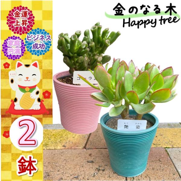 金のなる木 品種 おまかせ 3.5号 鉢カバーつき 2個 花月 jade plant 家内安全 商売上々 ビジネス 良縁 交通安全 幸運 ギフト 多肉植物 観葉植物