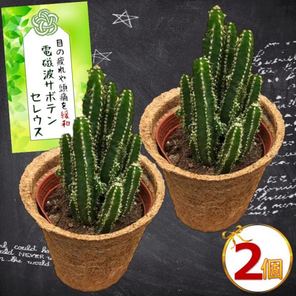 電磁波 サボテン セレウス 3.5号苗 ココポット入り 鉢皿付き 2個セット