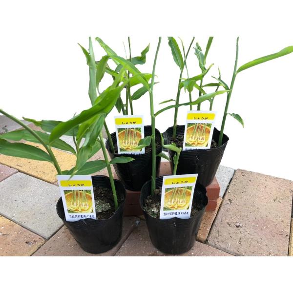 生姜苗 しょうが苗 4個セット 3号ポット 野菜苗 家庭菜園