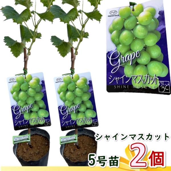 シャインマスカット 苗木 5号（Φ15cm）2鉢 皮ごと食べられる 果実 ベテラン生産者さんが心を込めて育てた 苗（11月〜3月まで落葉しています）