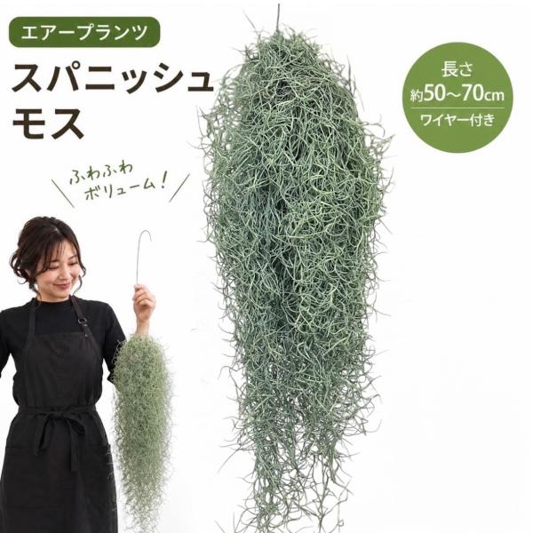 スパニッシュモス 約60cm 大きめ チランジア エアープランツ 吊り下げ ハンギング 育てやすい 室内 インテリア 観葉植物