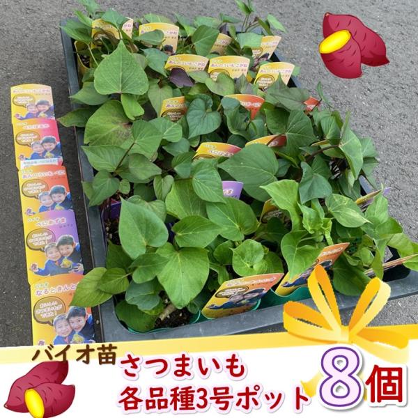さつまいも苗 さつま芋 3号ポット(Φ9cm) 8個セット 家庭菜園 ガーデン プランター 安全 安心 育てやすい 人気 野菜 根菜 甘い芋