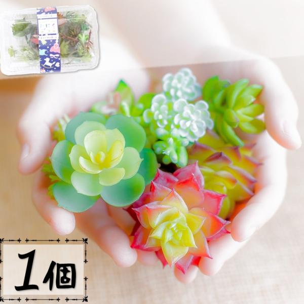 ❁ロンリーダック❁ ランダム配送 カット苗 寄せ植え 多肉植物 フェイクグリーン 多肉植物 カット苗 『たにくごっこ おまかせ1パック