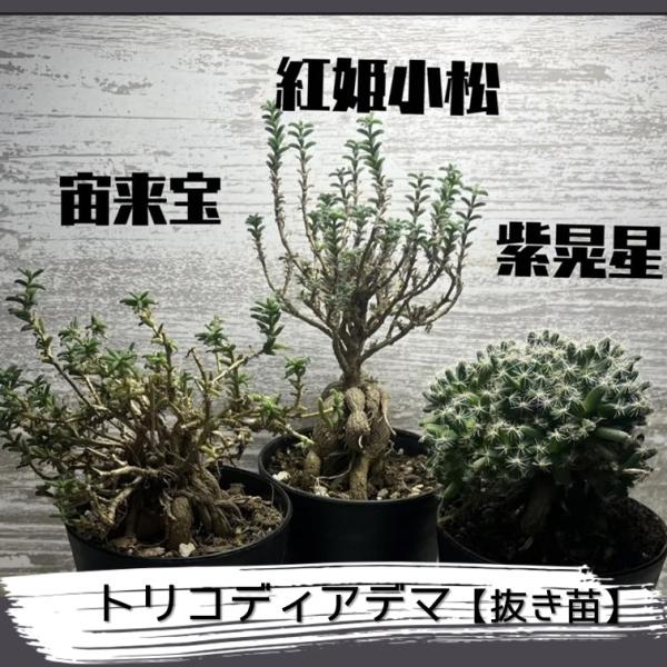 トリコディアデマ 宙来宝 紫晃星 紅姫小松 1個 塊 抜き苗 メセン 多肉