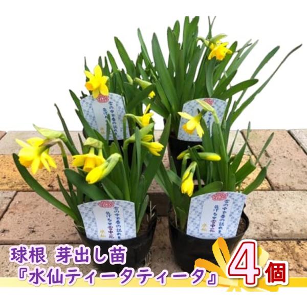 スイセン 球根 芽出し苗 水仙 ティータティータ 3.5号 4個 寒さに強い 花苗 園芸 ガーデニング 寄せ植え 鉢花 鉢植え 春の訪れ 花 誕生日