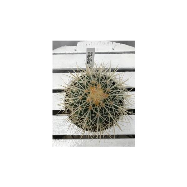 エノキカクタス（Encephalocarpus strobiliformis）は、松ぼっくりのような姿が特徴の希少サボテン。  幾何学的な形状と精密な棘の配列が独特の美しさを放ちます。●乾燥に強く、初心者にも扱いやすい  日光を好み、水やり...