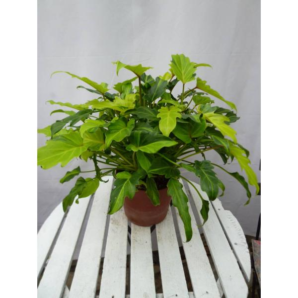 フィロデンドロン クッカパラ　観葉植物　室内　癒し　丈夫 クッカバラ 現品 フィロデンドロン 観葉植物 インテリア : パリ