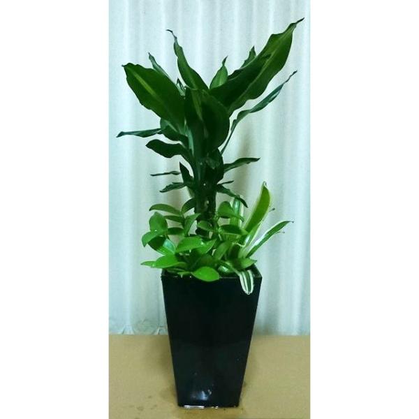 ドラセナ マッサン 観葉植物 幸福の木 寄せ植え おしゃれ 小さい ギフト セット インテリア 雑貨 グリーン かわいい 植木 母の日 父の日 誕生日 クリスマス Buyee Buyee 日本の通販商品 オークションの代理入札 代理購入