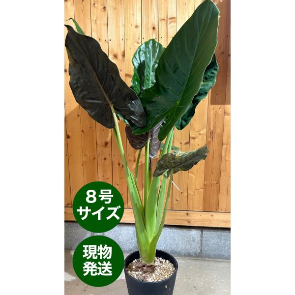 観葉植物アロカシア　