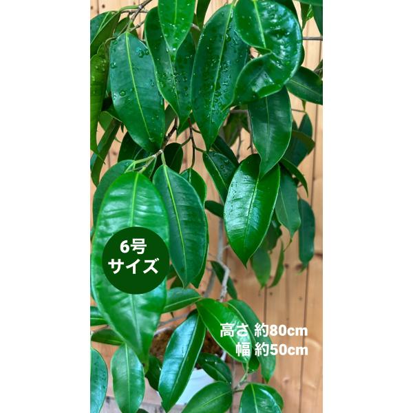 フィカス　ストリクタ 希少 送料無料 フィカス ストリクタ 希少 送料無料 フィカス ストリクタ レア 希少 大