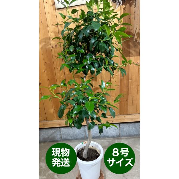 フィカス ジャンボリーフ 8号鉢 観葉植物 鉢植え インテリア インドア