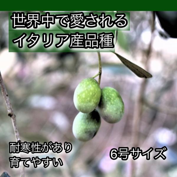 小倉園 オリーブ・フラントイオ 6号鉢 庭木 オリーブの木 鉢植え 希少