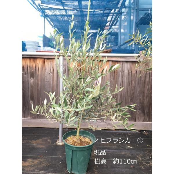 小倉園 オリーブ・オヒブランカ 8号鉢(現行品種) /【Buyee】 小倉園 オリーブ・オヒブランカ 8号鉢(現行品種) /【Buyee】