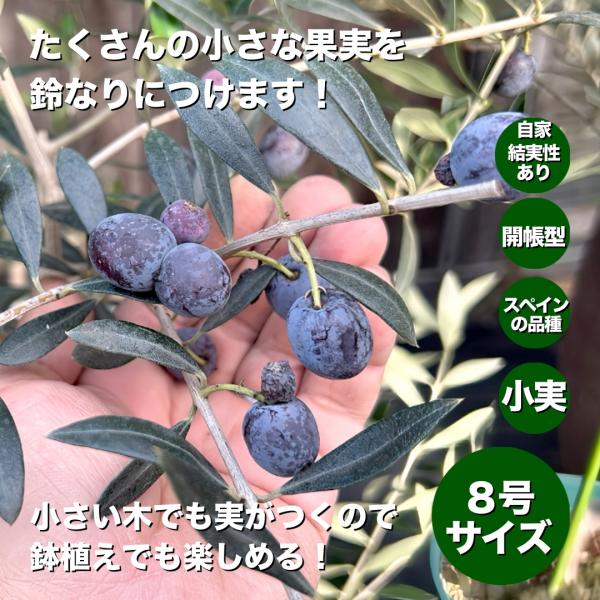 アルベキナ オリーブ 8号 シンボルツリー 140cm