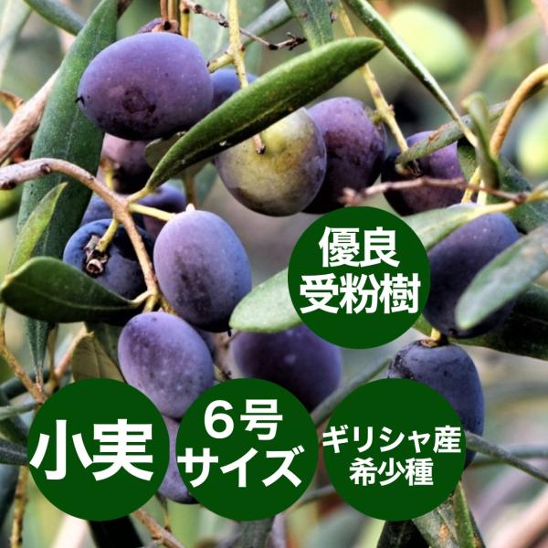 小倉園 オリーブ・エルグレコ 6号鉢 オリーブの木 鉢植え 庭木 小倉園 オリーブ・エルグレコ 6号鉢 オリーブの木 鉢植え 庭木