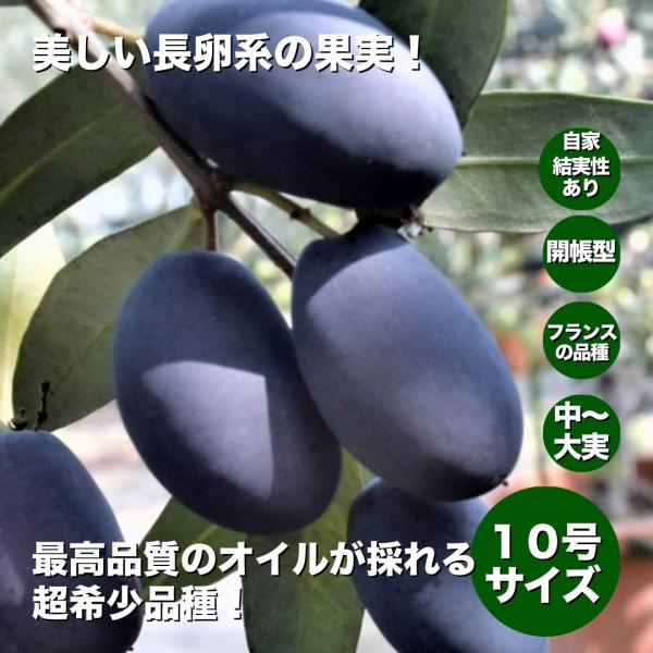オリーブの木　ワラサ　10号　約160cm　K-70　希少品種　一点物